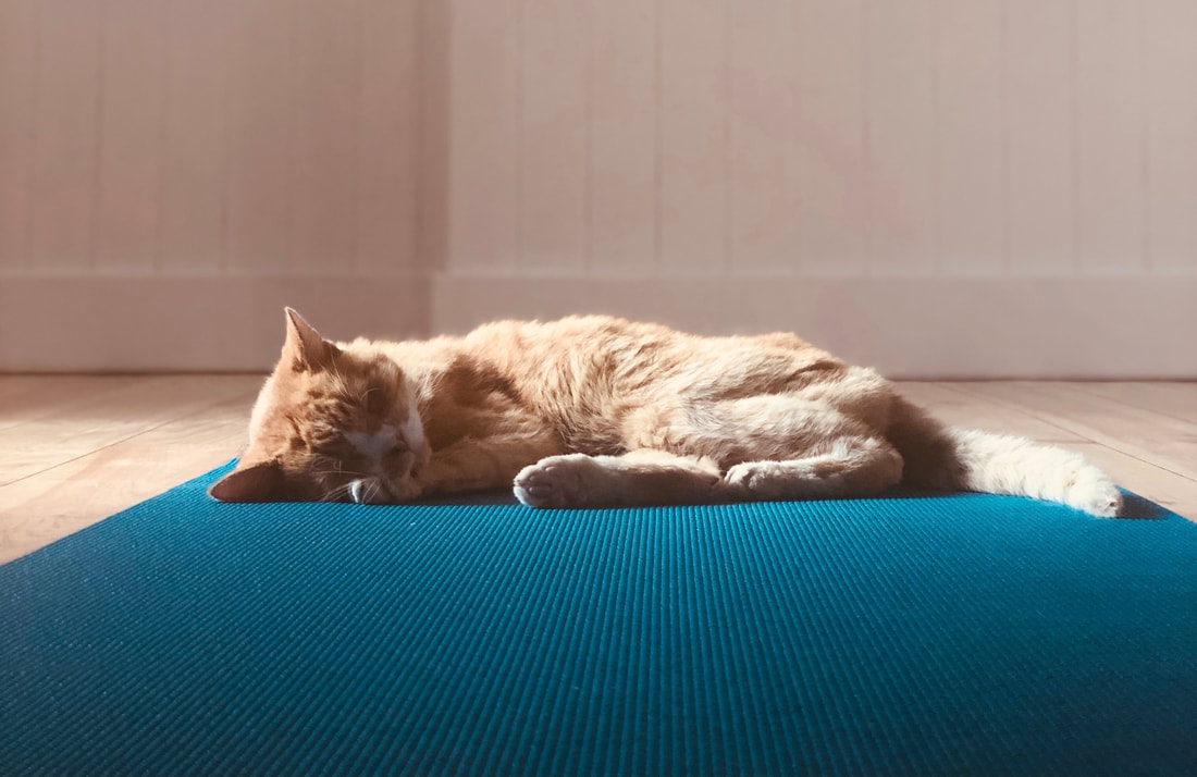 A cat doing yoga at home